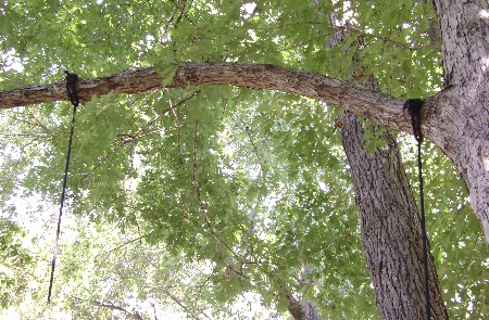 Rope Tree Swing: Running Bowline Knots